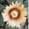 Aloinopsis Rubrolineata - Seed