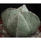 Astro.Myriostigma v. quad - Seed