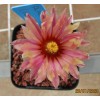 Astrophytum Asterias (Red Flowers) - Seed