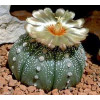 Astrophytum Asterias  - Seed