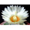 Astrophytum Asterias  - Seed