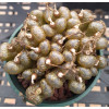 C.pellucidum RCL950/61 - Seed