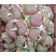 C.taylorianum - Seed