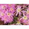 C.violaciflorum - Seed