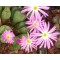 C.violaciflorum - Seed