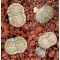 C056A - Seed