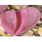 C081A - Seed