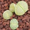 C206A - Plant