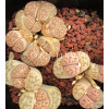 C209 - Seed