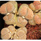 C209 - Seed
