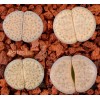 C219 - Plant