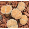 C222 - Plant