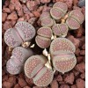 C231 - Plant