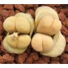 C241 - Seed