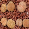 C266 - Seed