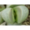 C272 - Seed
