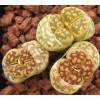 C285 - Plant