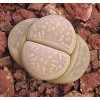 C291 - Plant