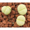 C297A - Plant
