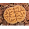 C298 - Plant