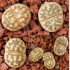 C300 - Seed