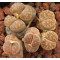 C329 - Plant