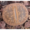 C332 - Plant