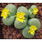 C345A - Seed