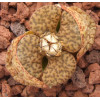 C348 - Seed