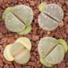 C350 - Seed