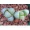 C356 - Plant