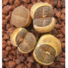 C359 - Seed