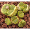 C362 - Plant