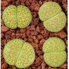 C363 - Plant