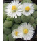 C363 - Plant