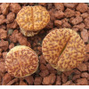 C368 - Seed