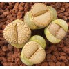 C378 - Seed