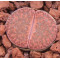 C393 - Plant