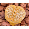 Cafe au Lait - seed