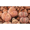 Cesky Granat - Plant