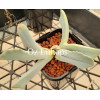 Cheiridopsis Denticulata - Seed
