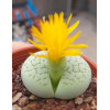 Dinteranthus vanzylii 'Emerald' - Seed