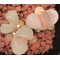 Divergens Ameth 1569.3 - Seed