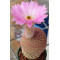 Echinocereus LAU88 - Seed