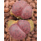 Fred's Redhead - Seed