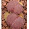 Fred's Redhead - Seed