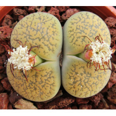 Greenhorn - Seed