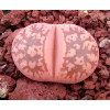 Hanawared - seed