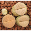 Kopal - Seed
