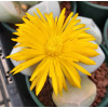 Lapidaria margaretae SB1798- Seed